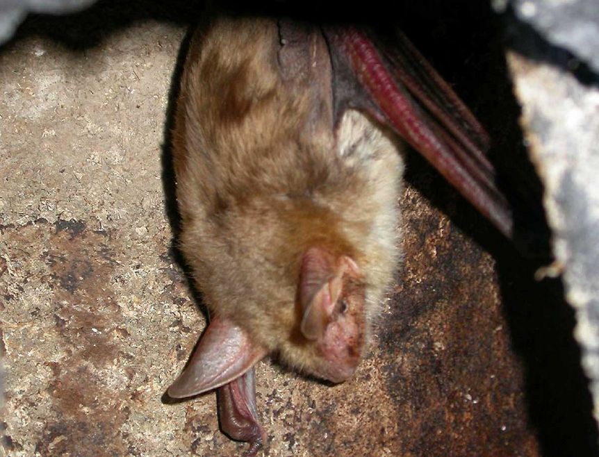 Image: Fledermausschutz Nordbaden, Brigitte Heinz Mouse-eared bat (myotis)