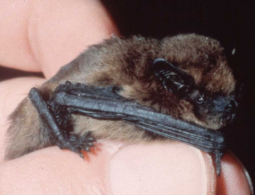 Image: Fledermausschutz Nordbaden, Monika Braun Pipistrelle bat
