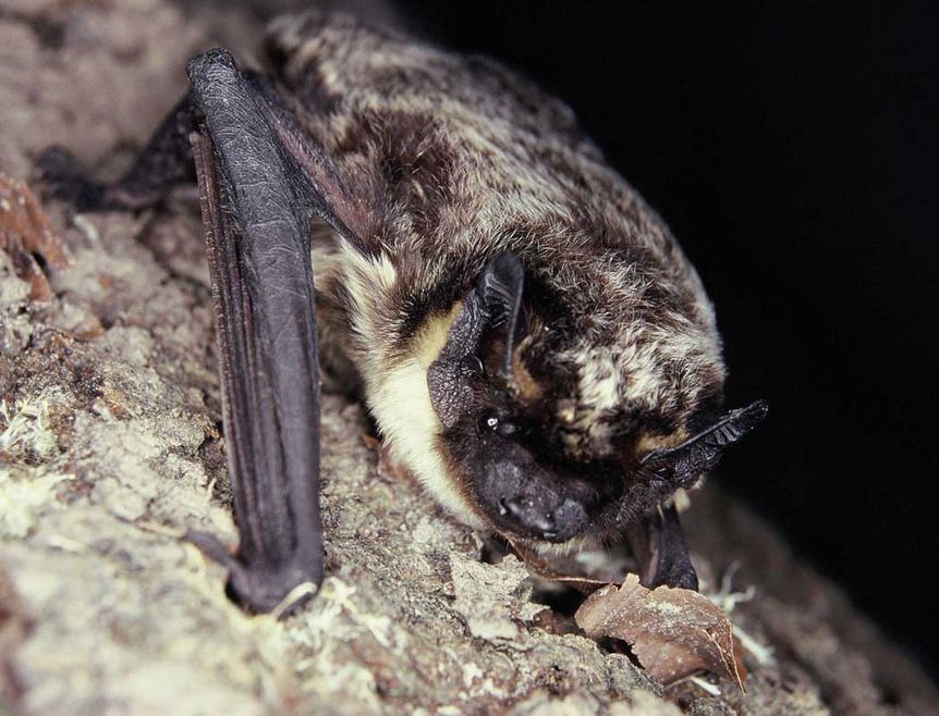 Image: Fledermausschutz Nordbaden, Brigitte Heinz Parti-colored bat